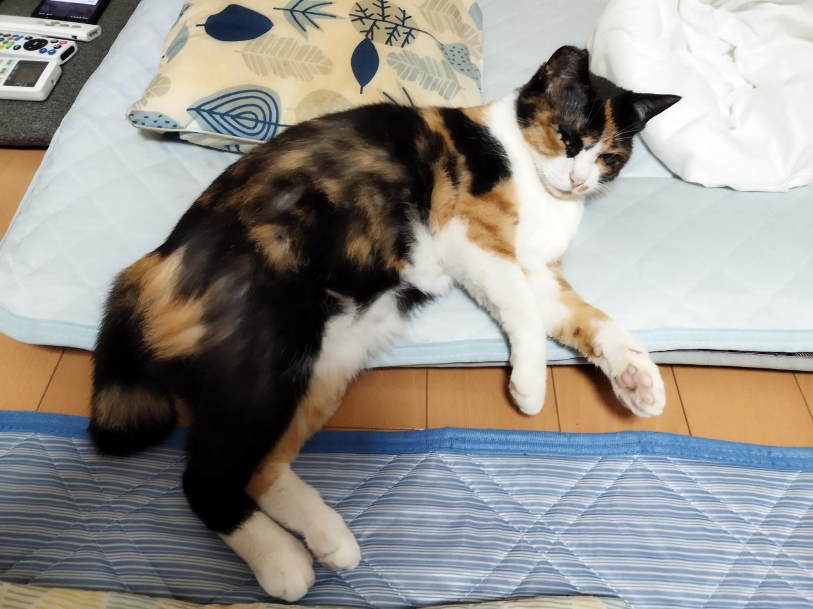 ととちゃん ととちゃん