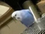 コトリちゃん コトリちゃん