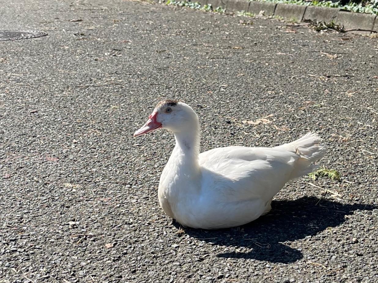 目撃された鳥 目撃された鳥