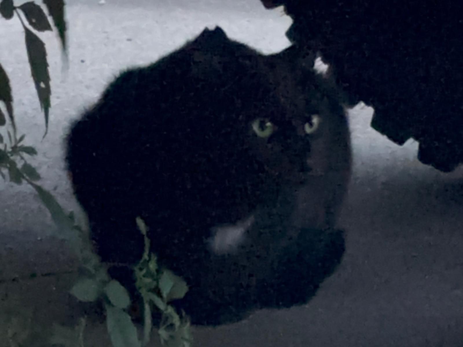 目撃された猫 目撃された猫