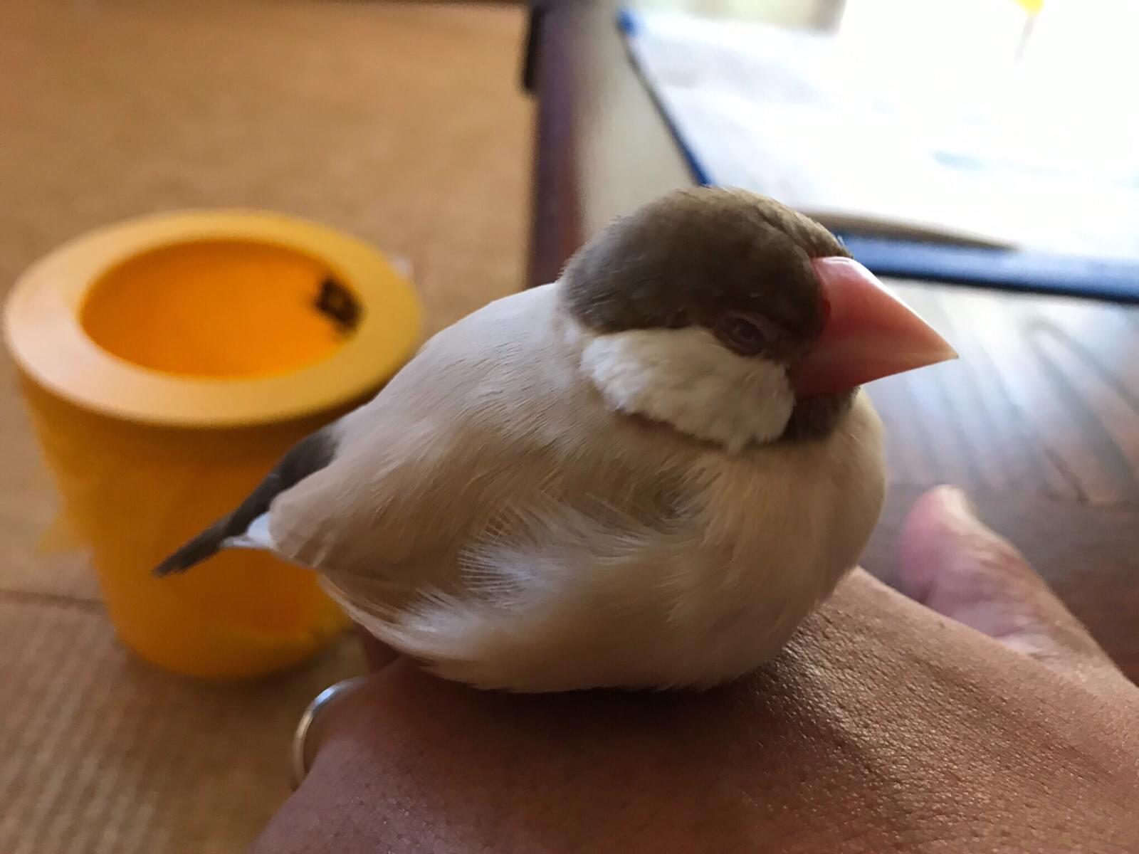 ユズちゃん ユズちゃん