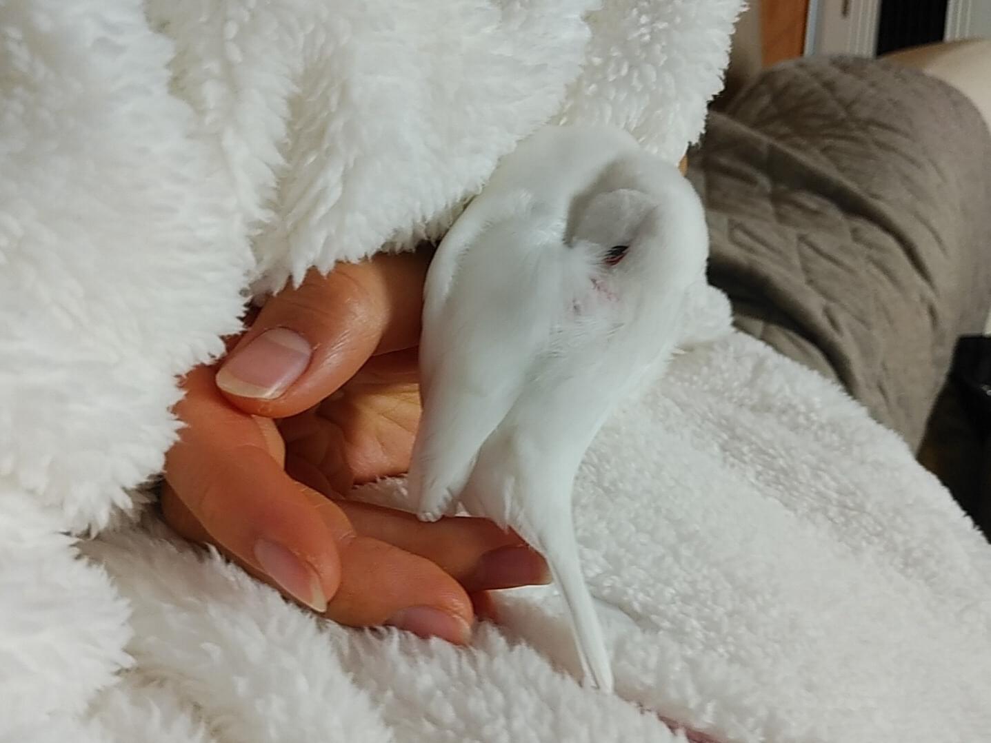 保護された鳥 保護された鳥