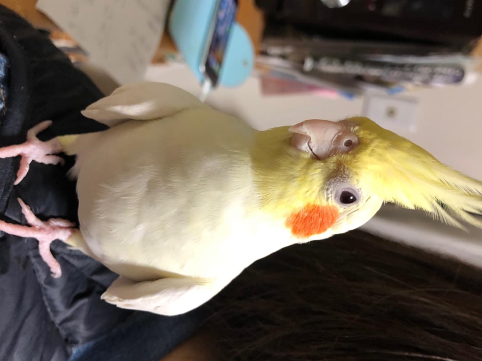 ふうたちゃん ふうたちゃん
