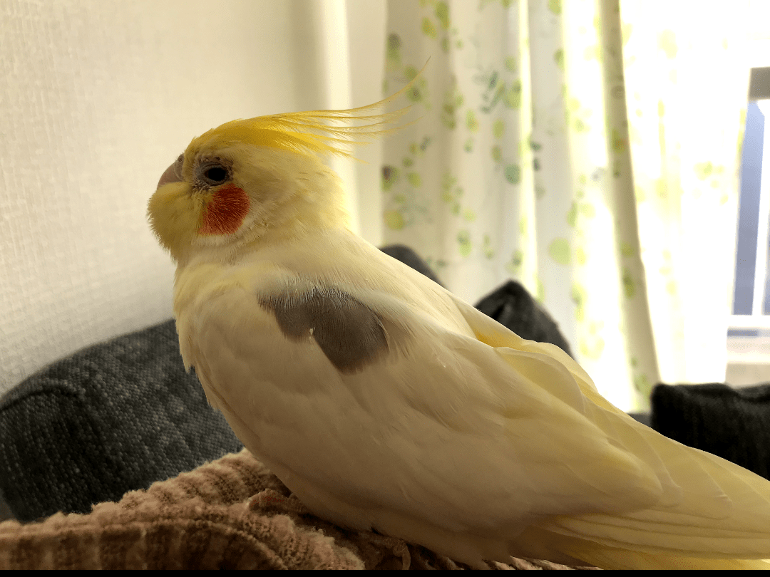 ぴーちゃん ぴーちゃん