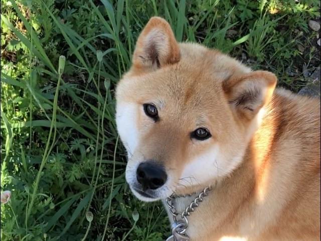 ふうちゃん ふうちゃん