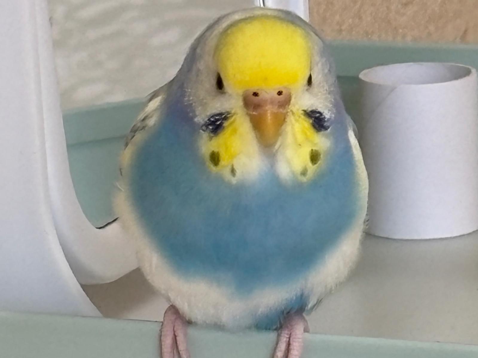 ぴぴちゃん ぴぴちゃん