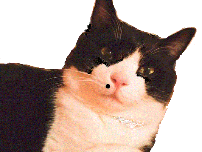 迷子になった猫 迷子になった猫