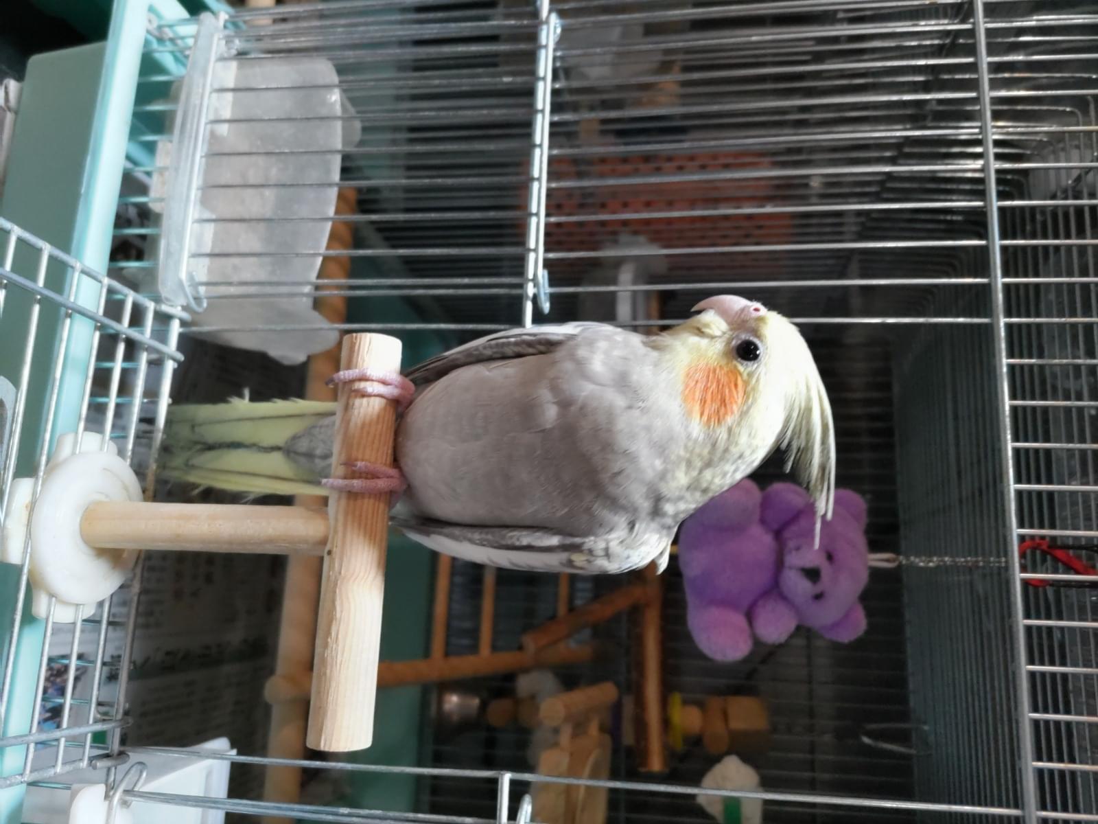 ピーちゃん ピーちゃん