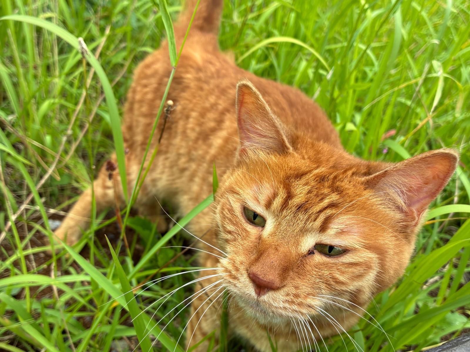 目撃された猫
