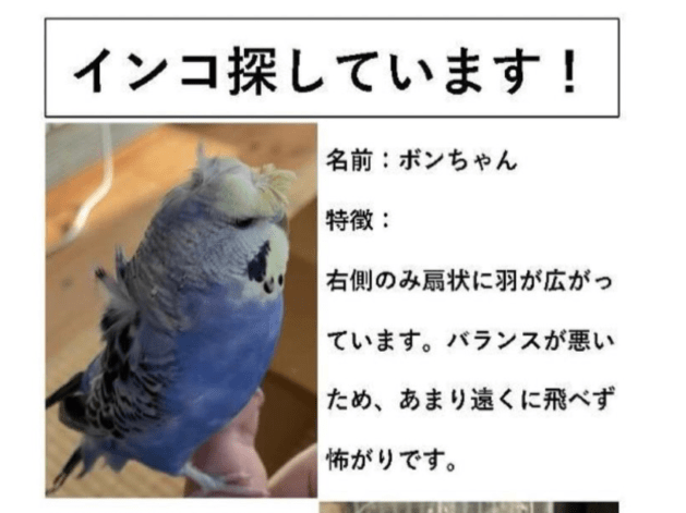 ボンちゃん ボンちゃん