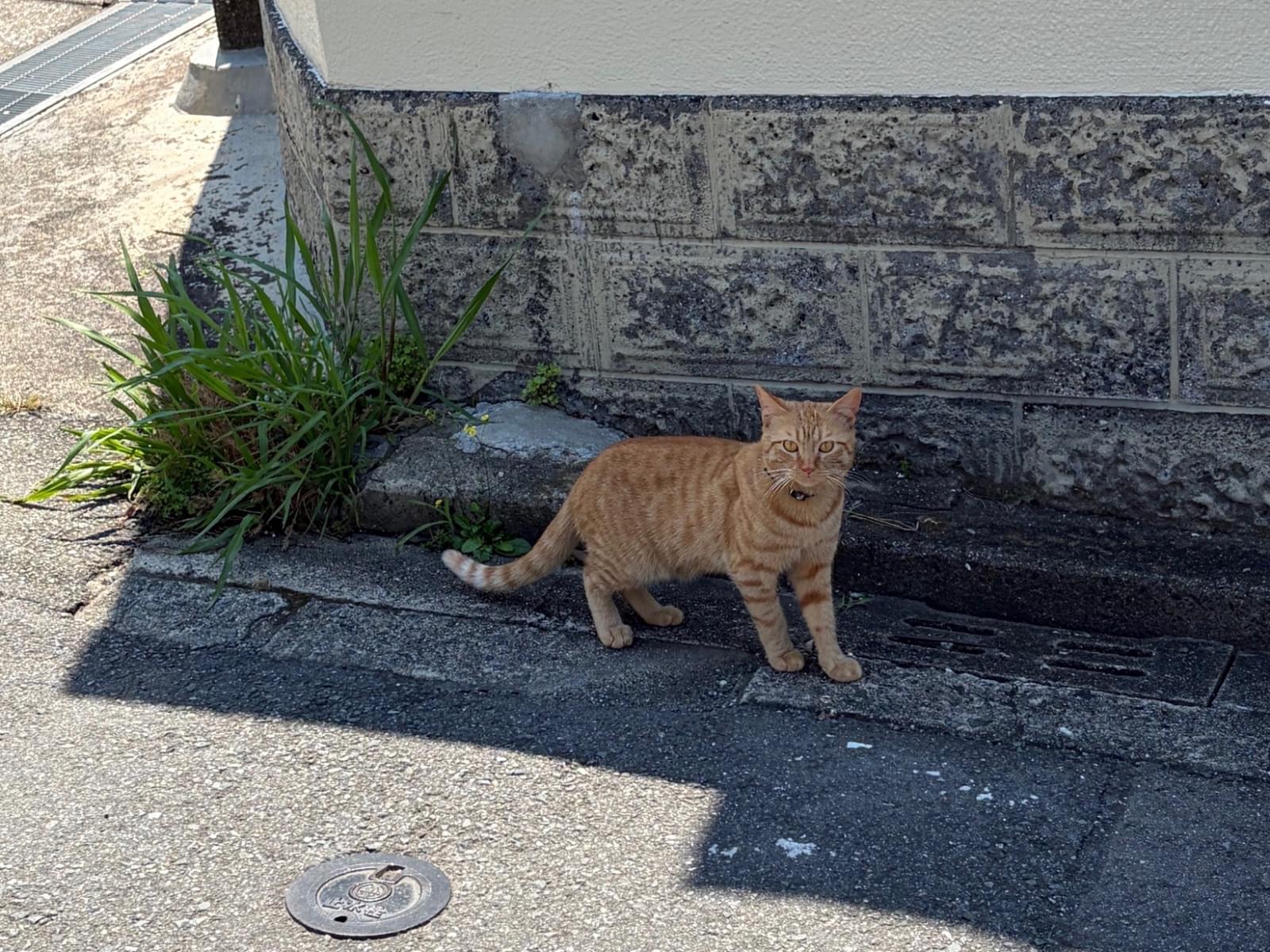 目撃された猫