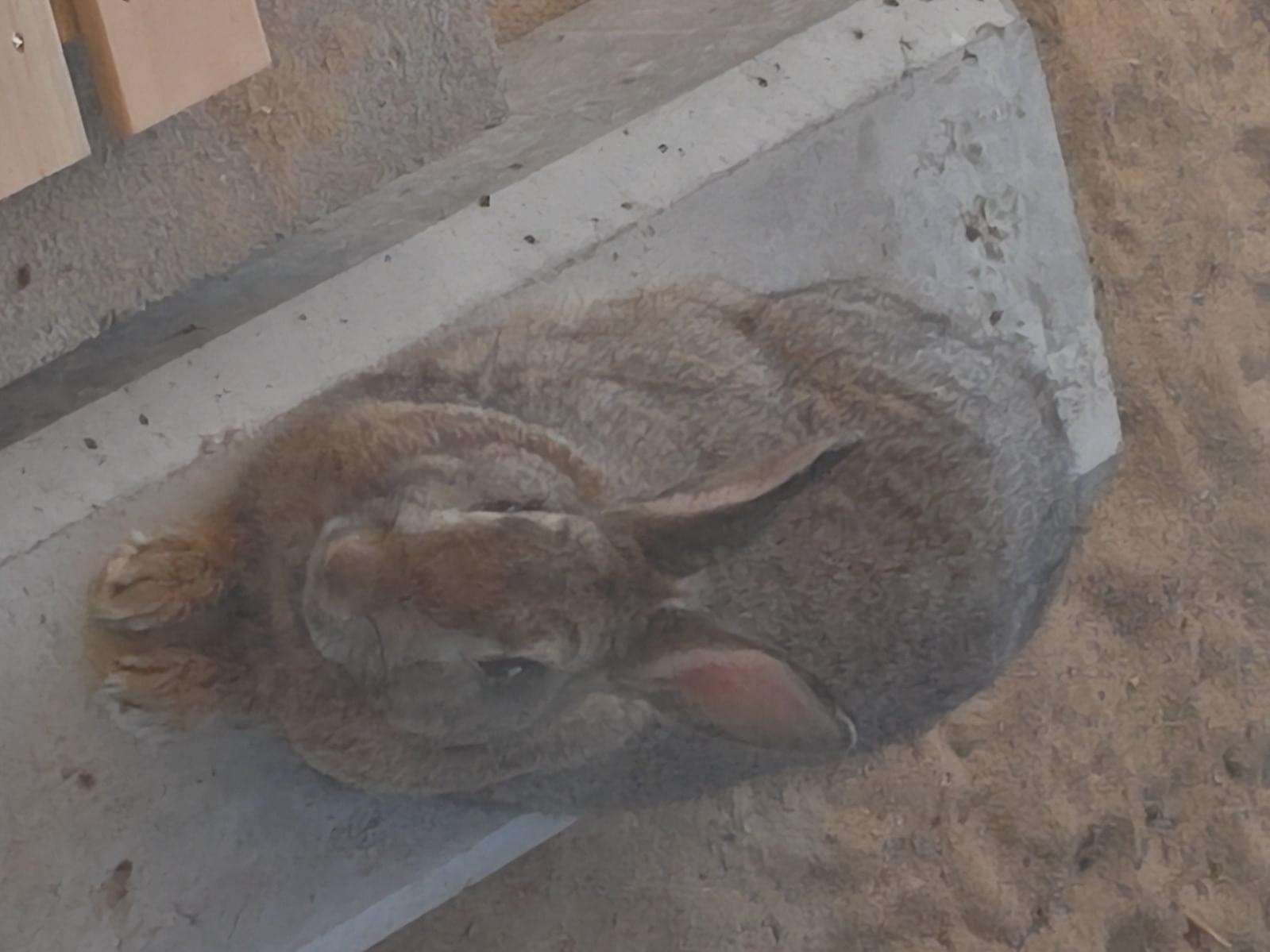 ソフトちゃん ソフトちゃん