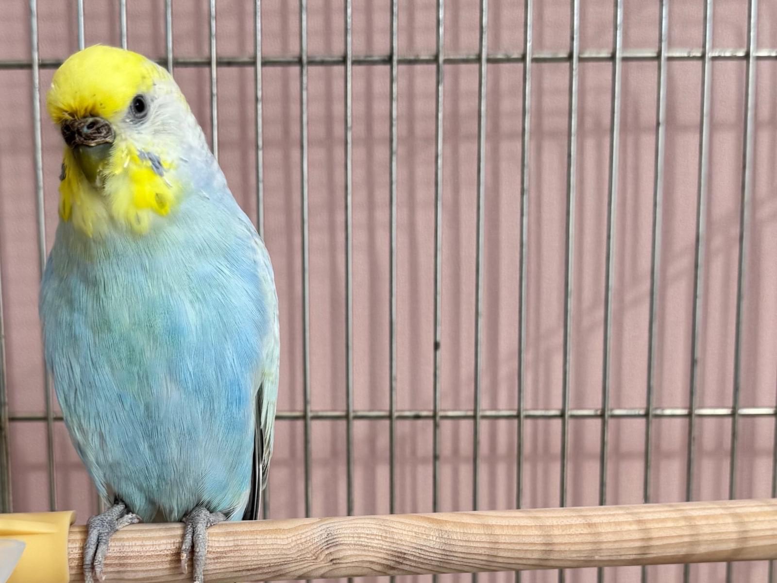 保護された鳥 保護された鳥