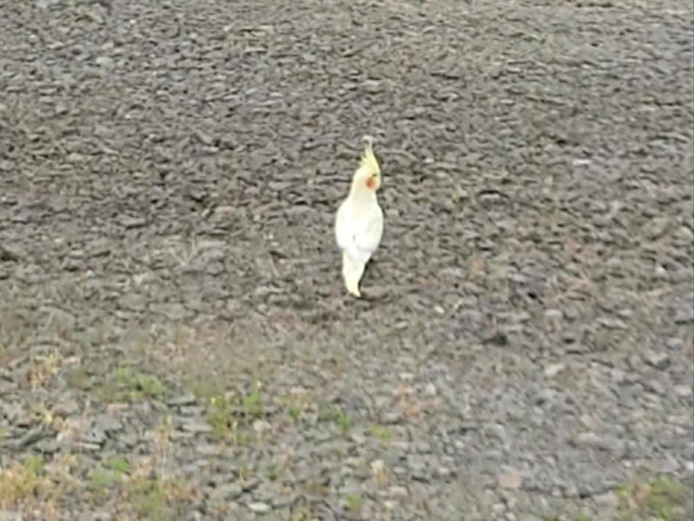 目撃された鳥 目撃された鳥