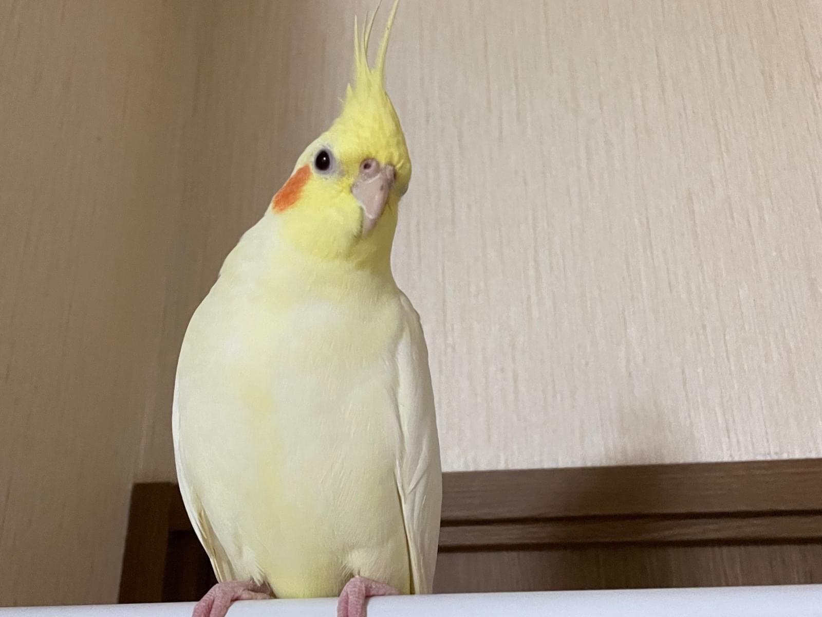 ひまちゃん ひまちゃん