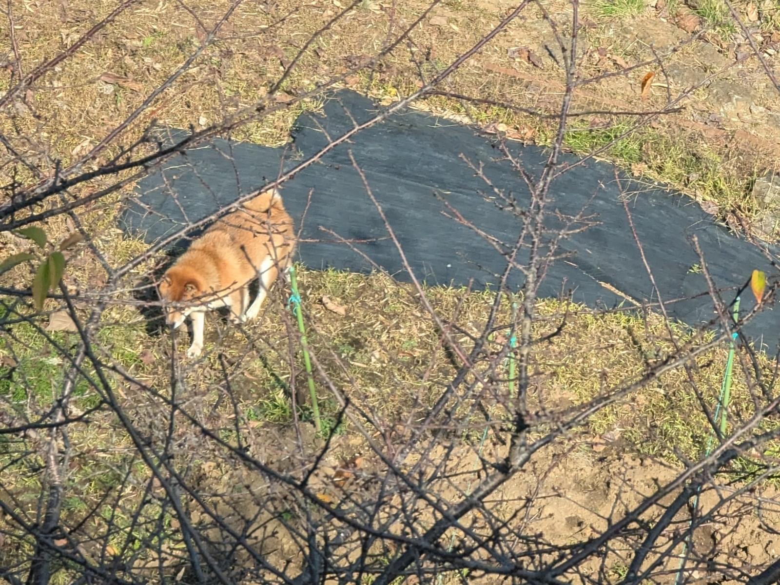 目撃された犬 目撃された犬