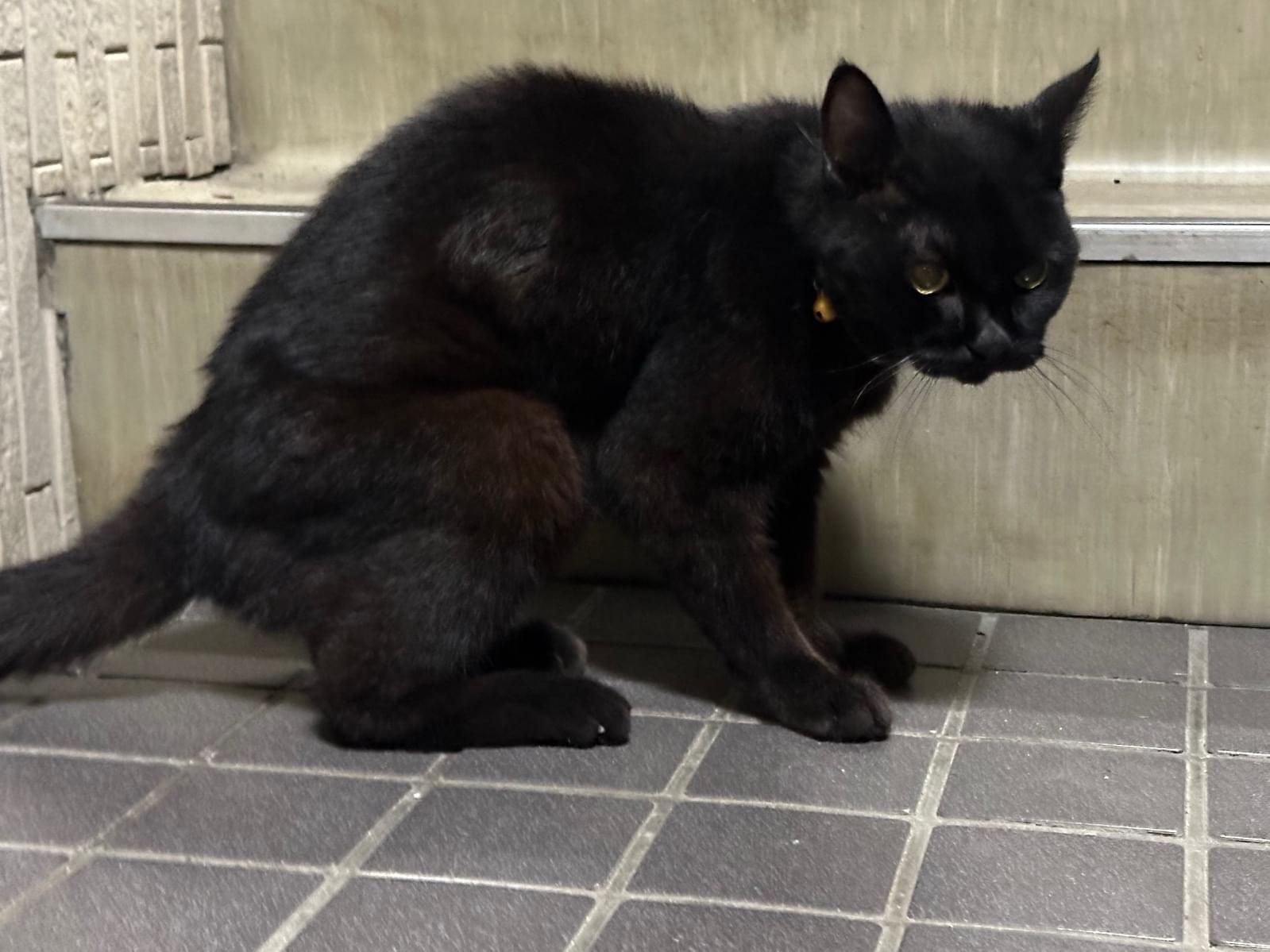 目撃された猫 目撃された猫