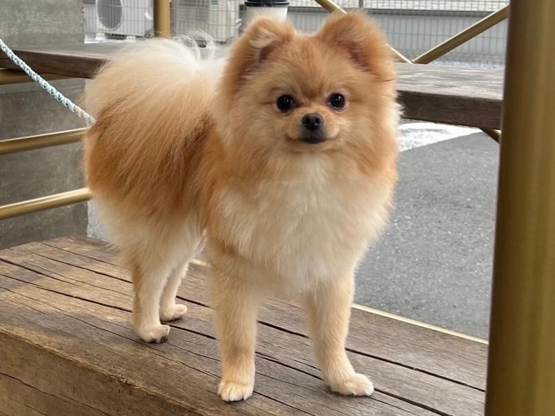 ハオちゃん ハオちゃん