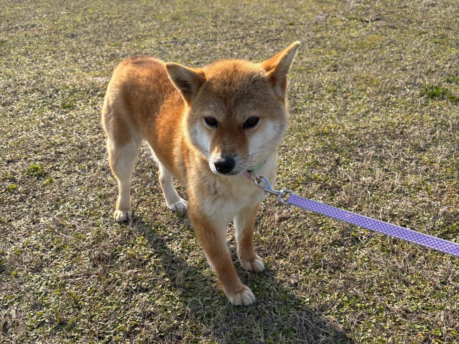 保護された犬 保護された犬