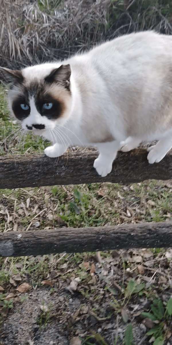 たぬき猫様 maxresdefault.jpg?sqp=-