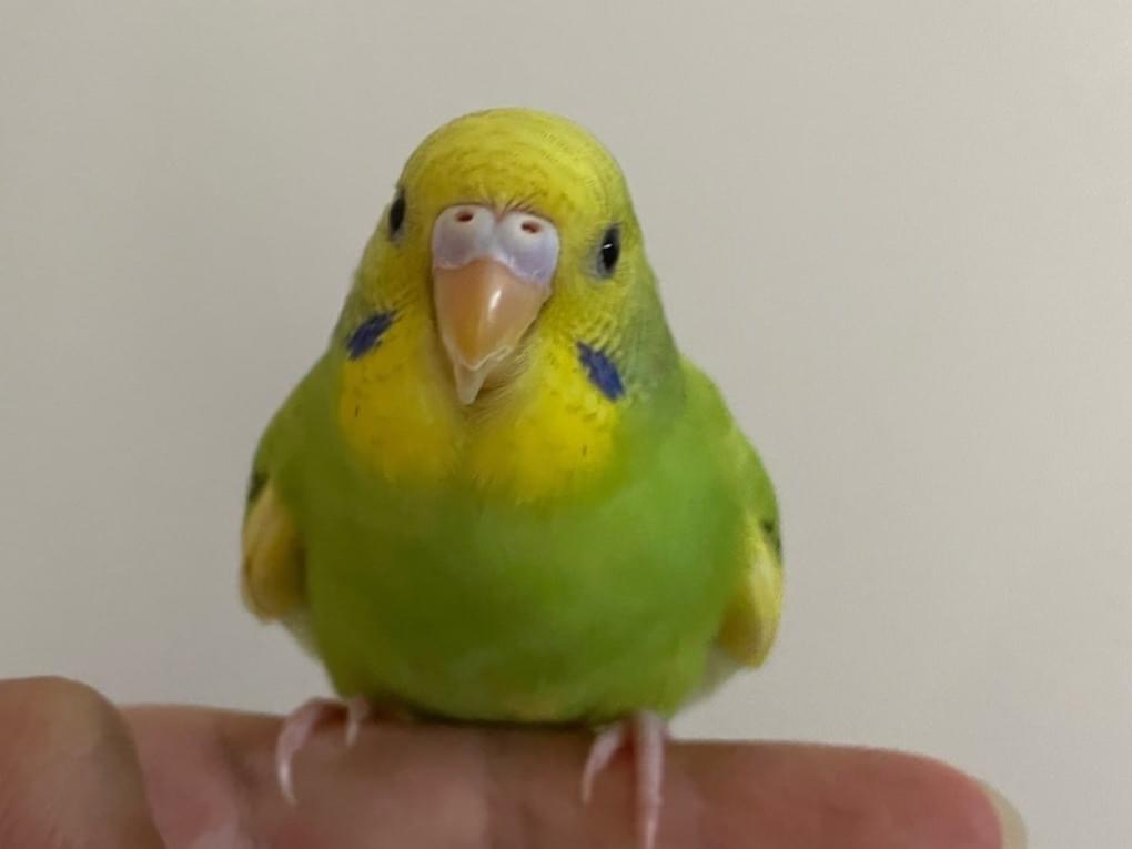 ごまちゃん ごまちゃん