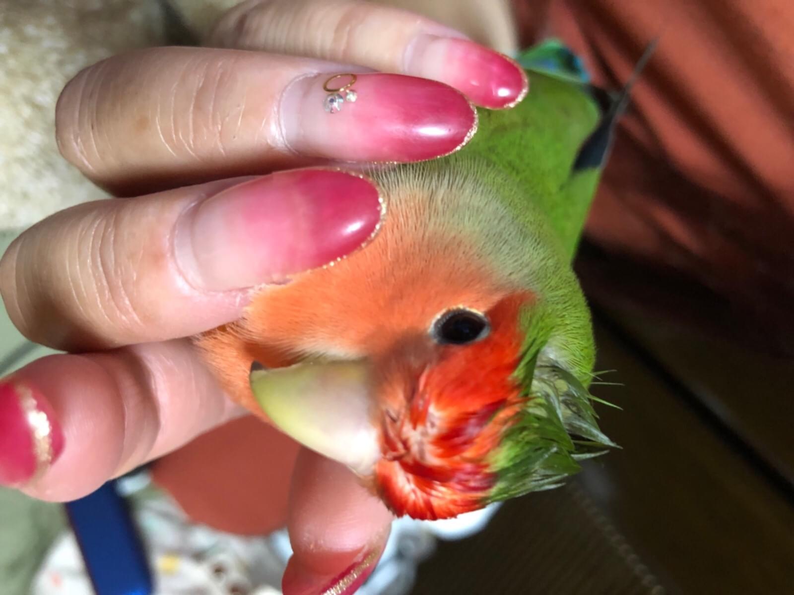 ぴーちゃん ぴーちゃん