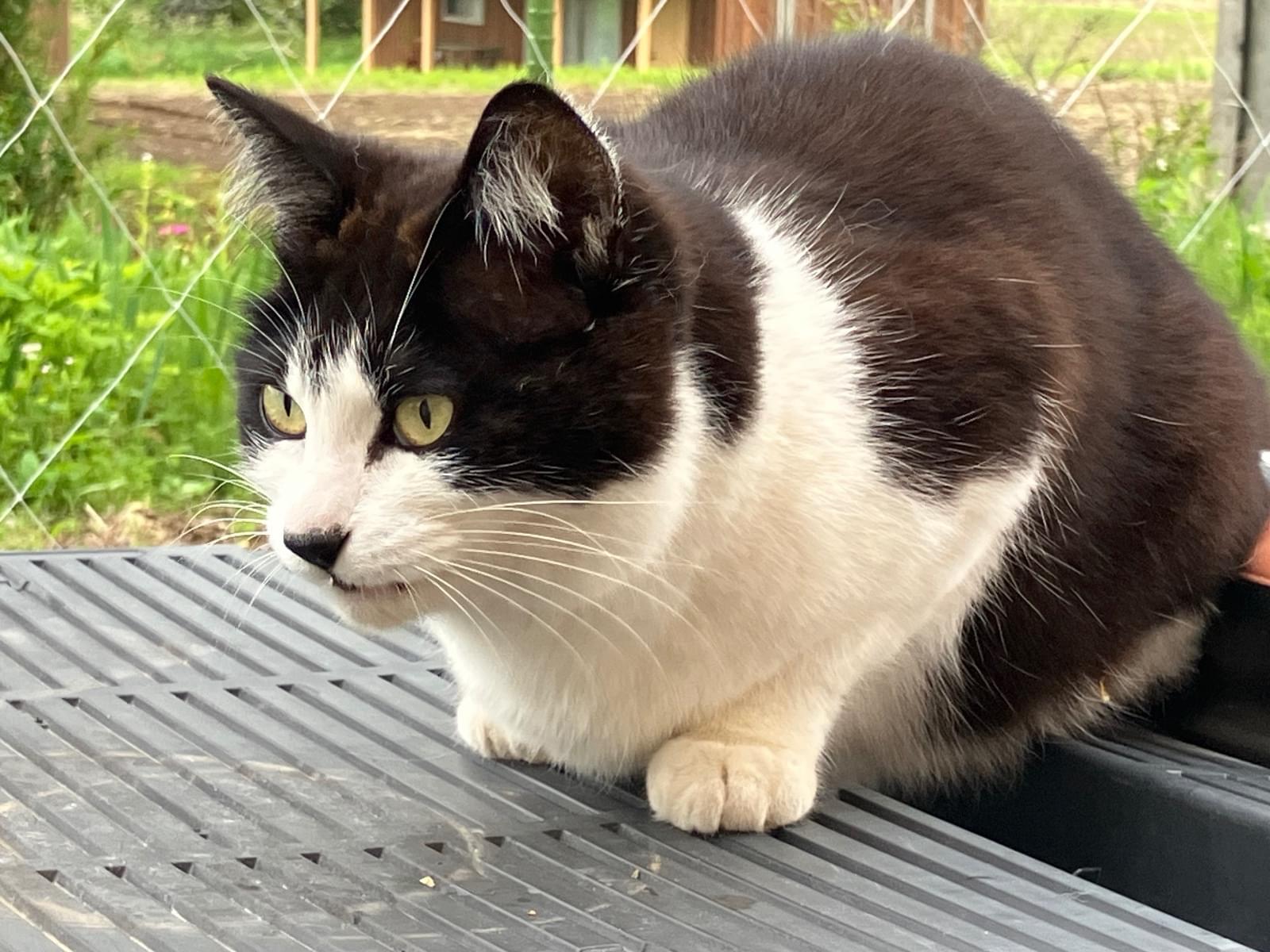目撃された猫 目撃された猫