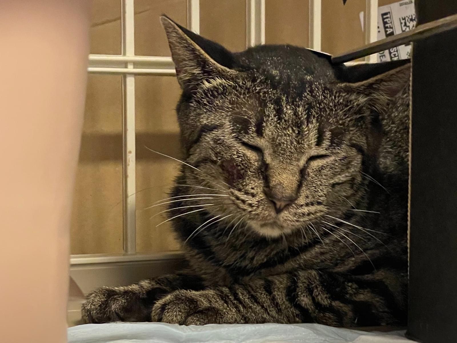 保護された猫 保護された猫