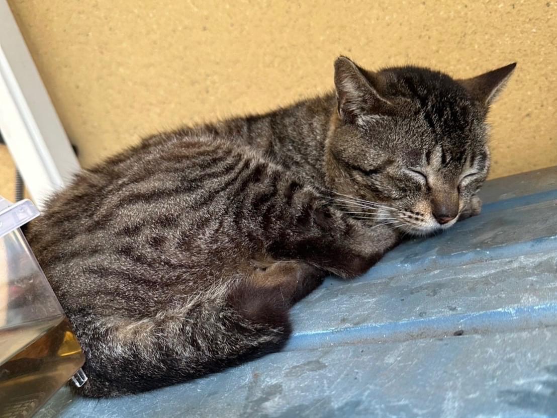 目撃された猫 目撃された猫