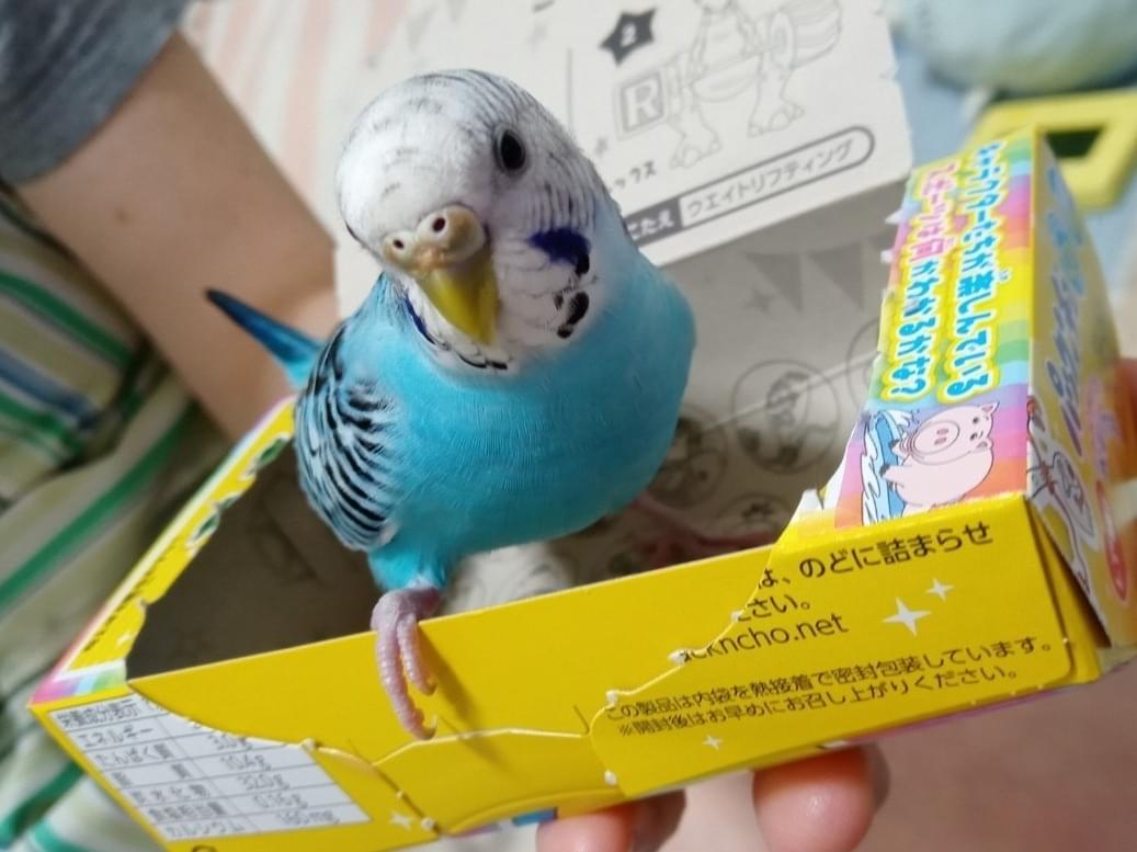 ピーちゃん ピーちゃん