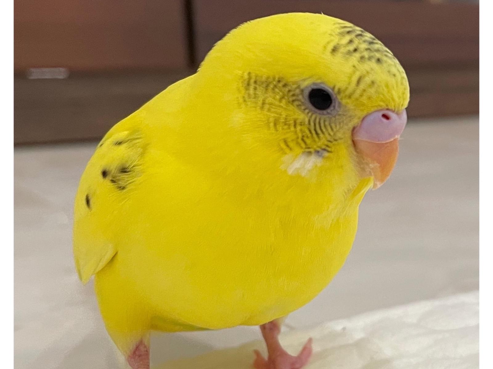 キーちゃん キーちゃん