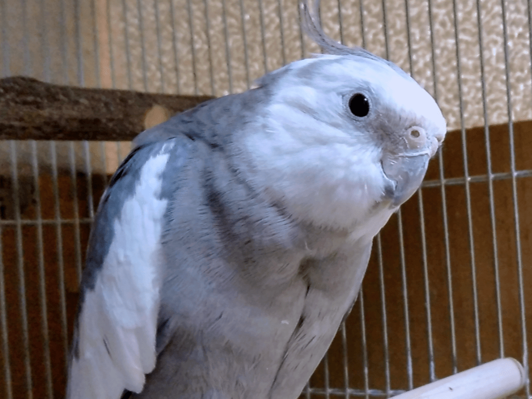 オカメインコちゃん オカメインコちゃん