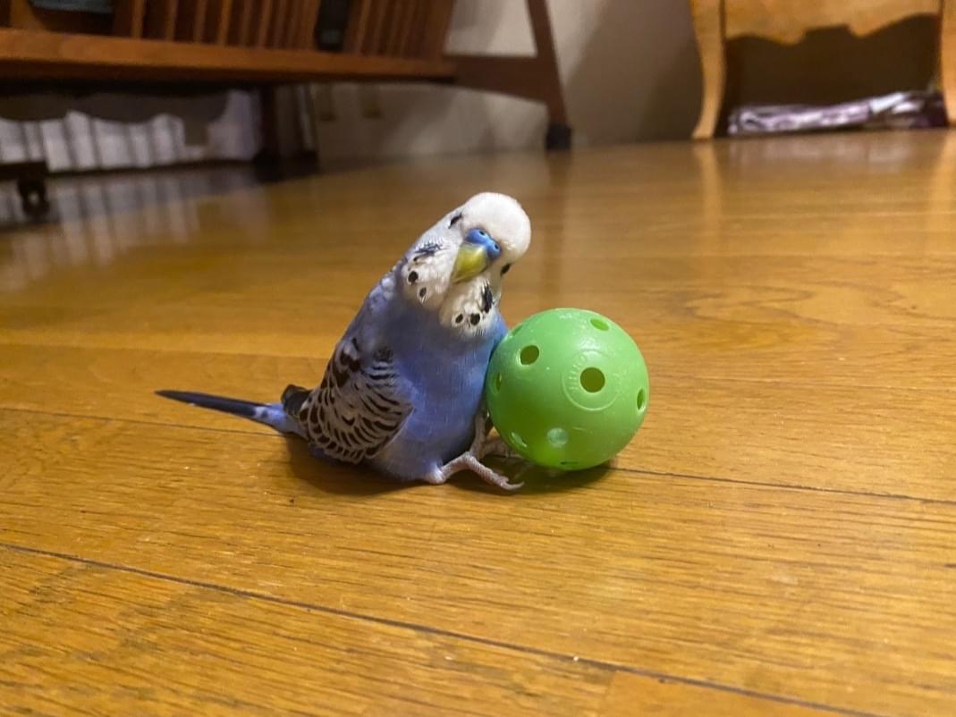 ぴーちゃん ぴーちゃん