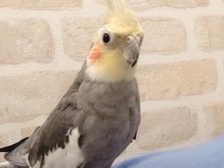 らいむちゃん らいむちゃん