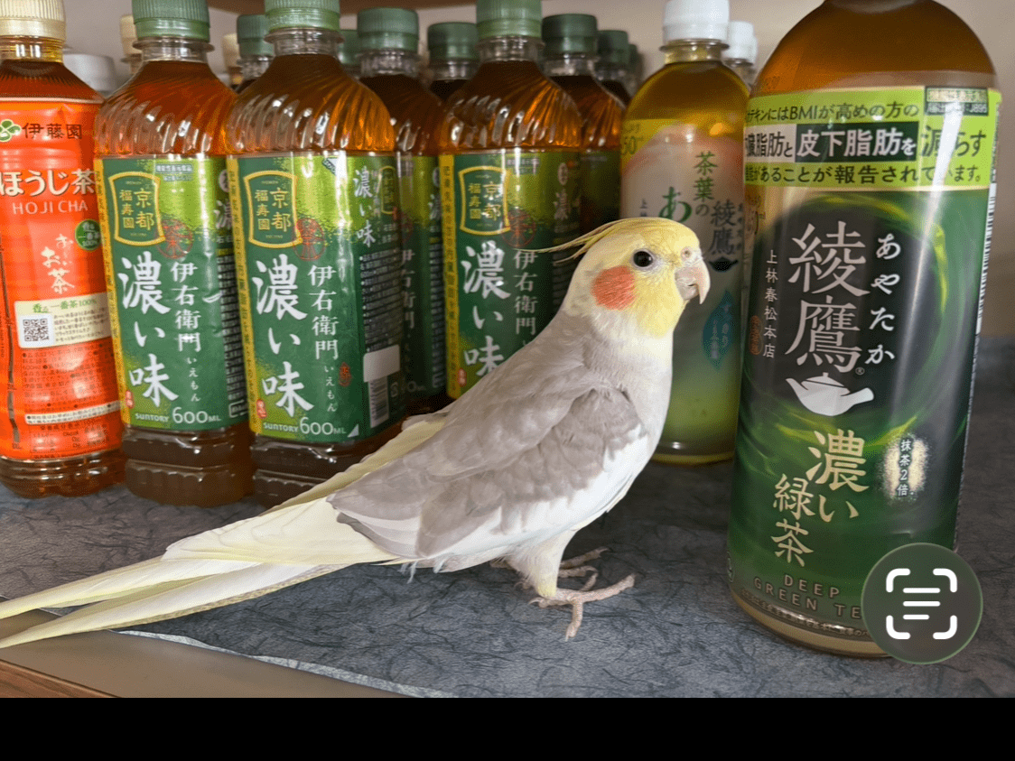 ポニョちゃん ポニョちゃん