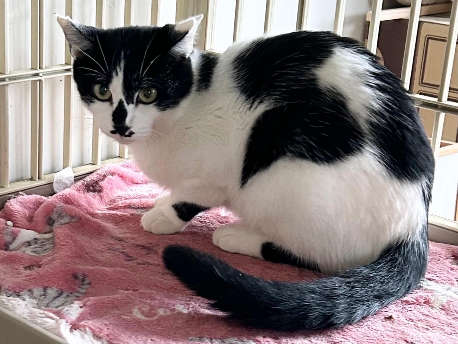 オセロちゃん オセロちゃん