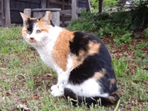桜耳の三毛猫を探しています