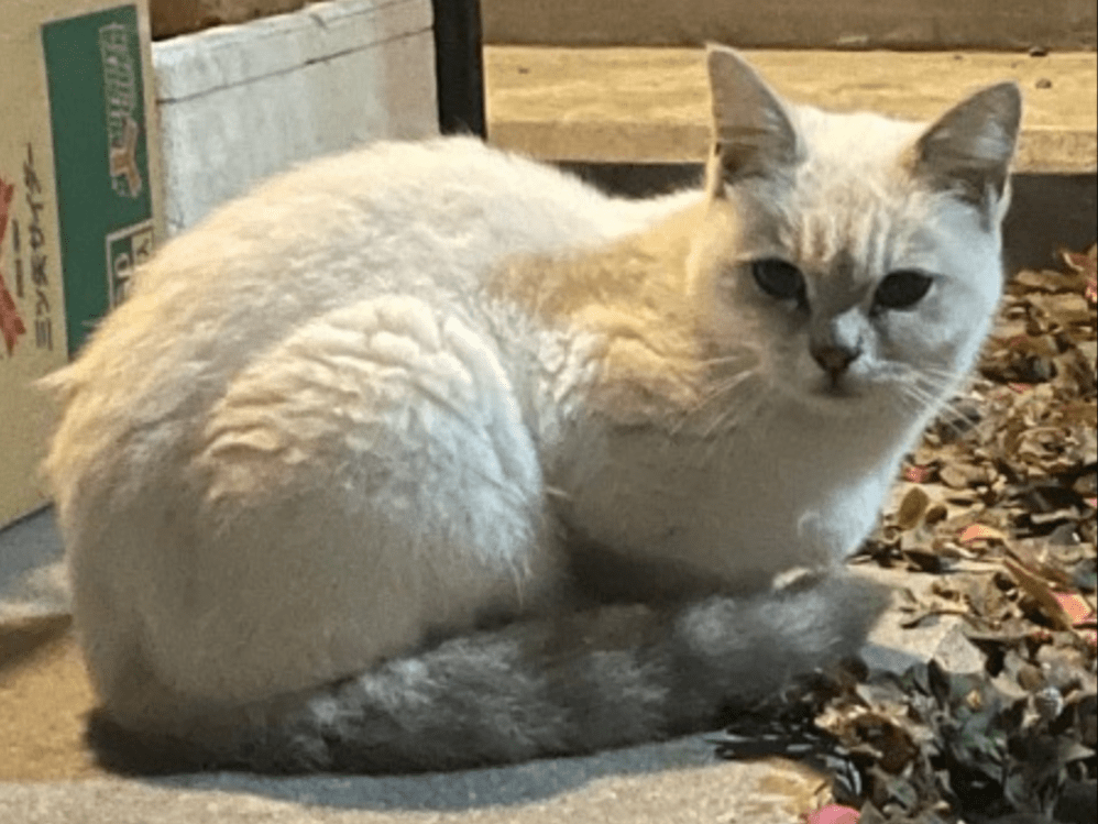 保護された猫 保護された猫