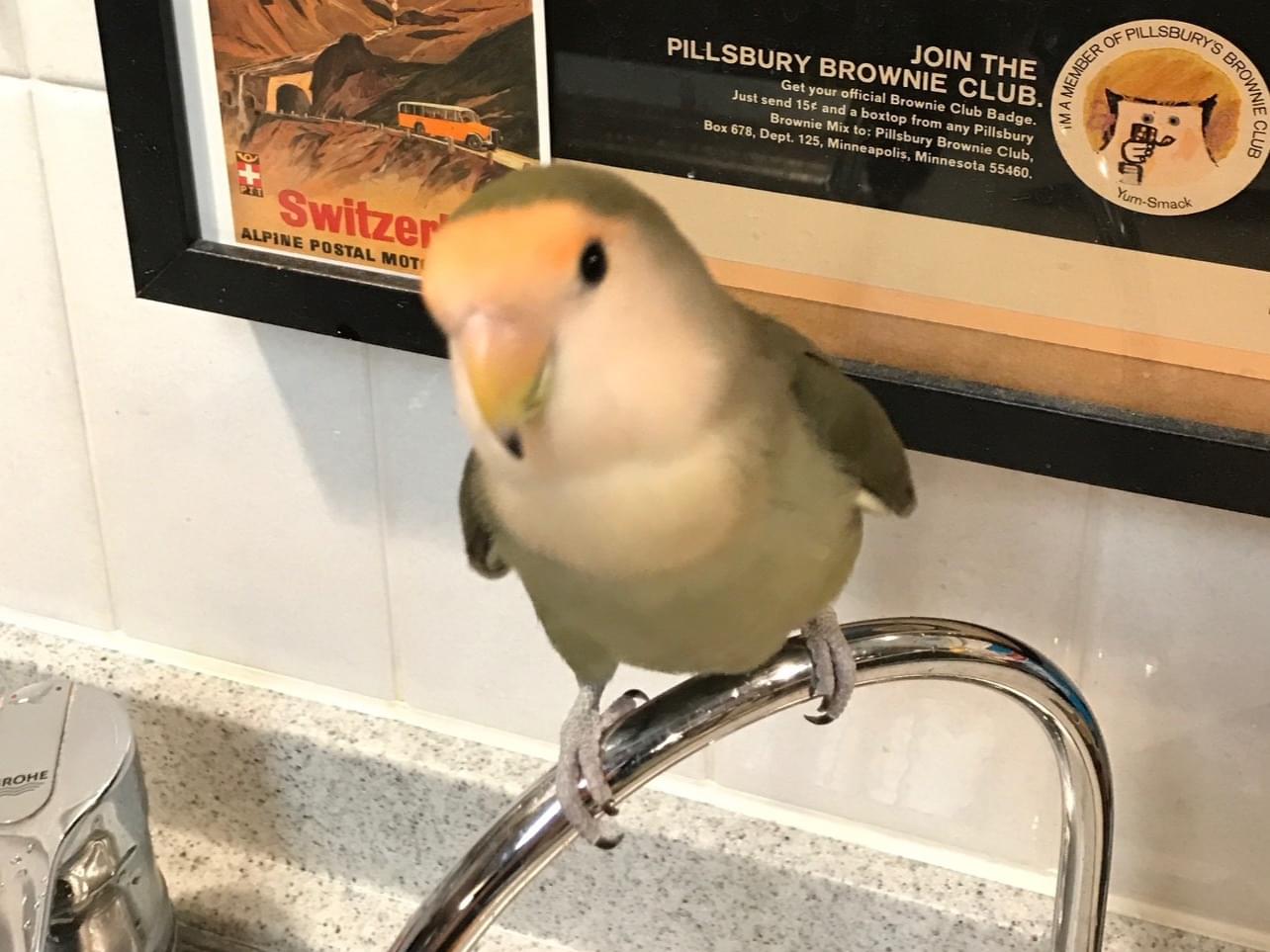 ウーピーちゃん ウーピーちゃん