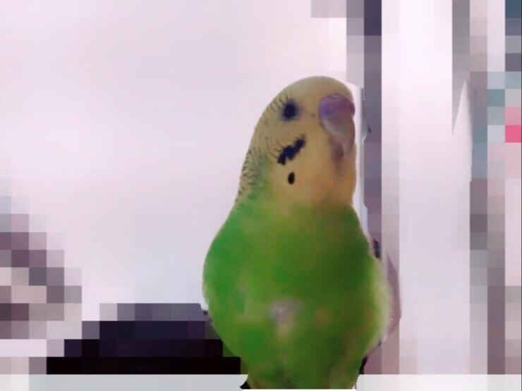 きーちゃん きーちゃん
