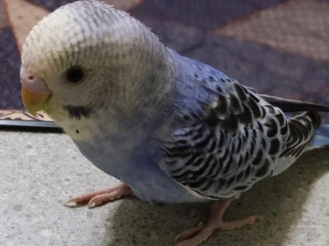 ぴーちゃん ぴーちゃん