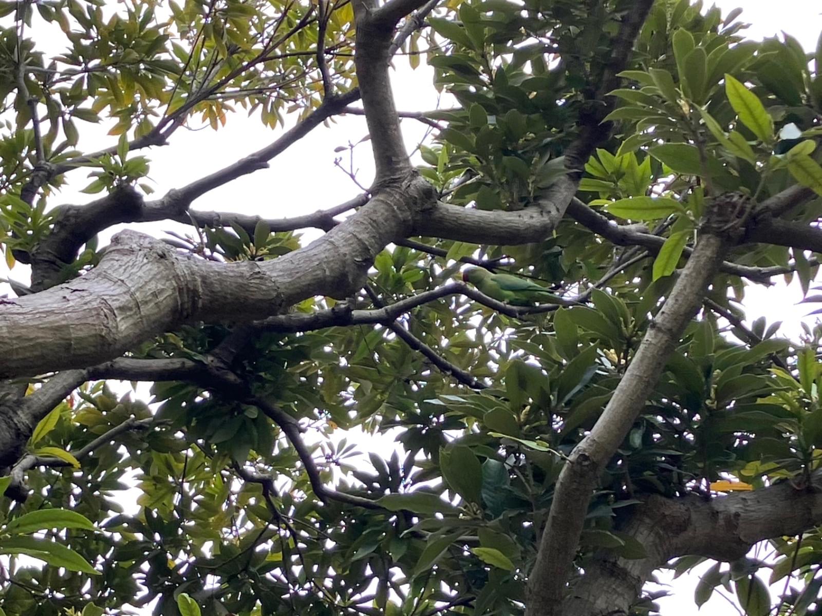 目撃された鳥 目撃された鳥