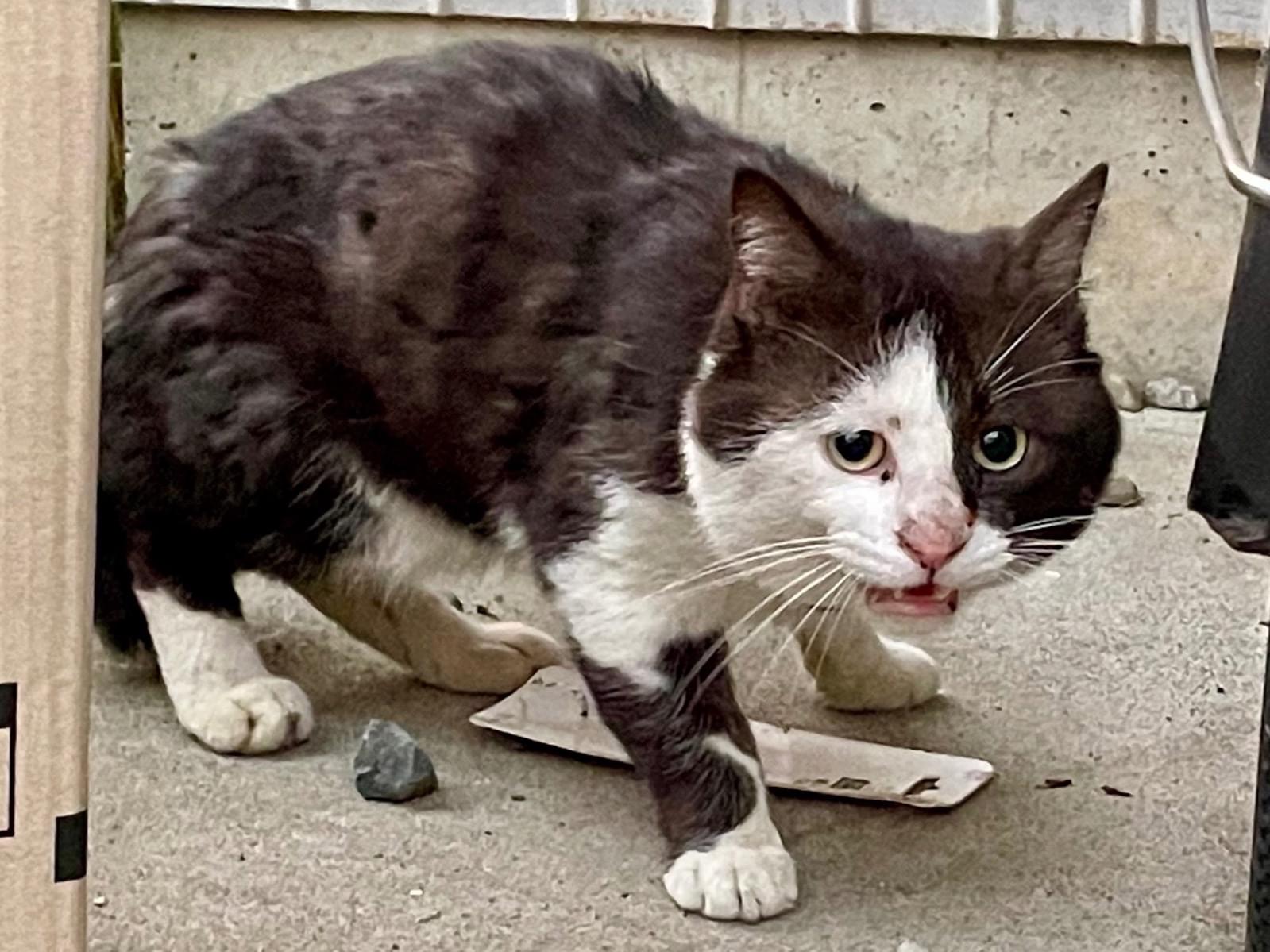 目撃された猫