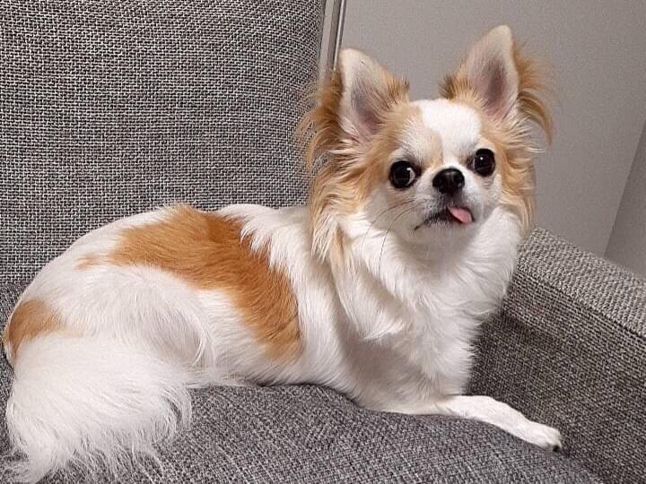 ココちゃん ココちゃん