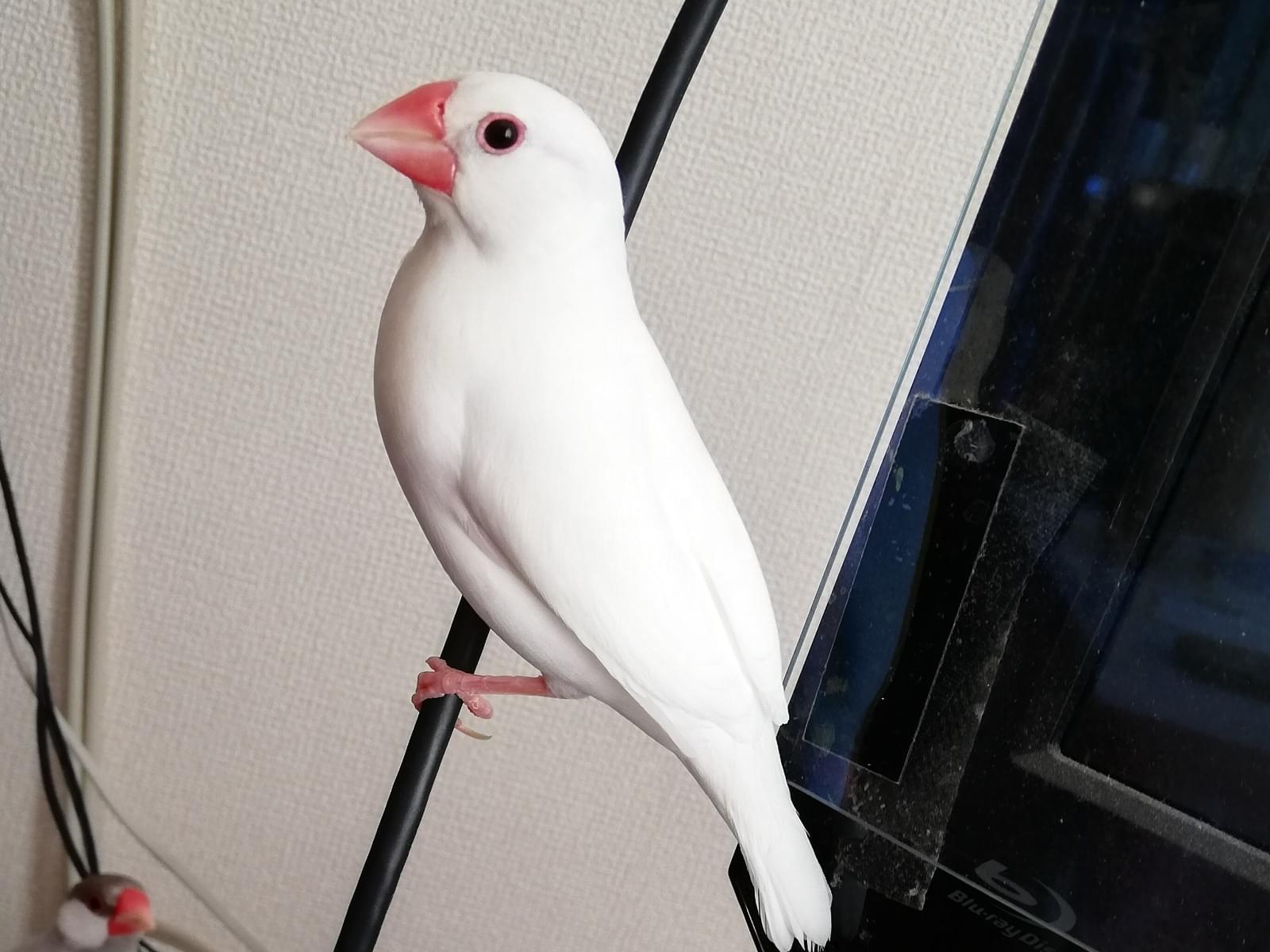 みるちゃん みるちゃん