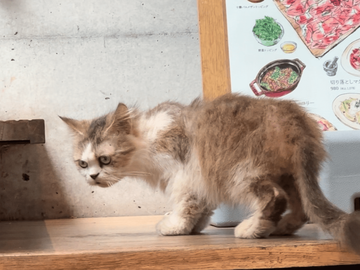 保護された猫 保護された猫