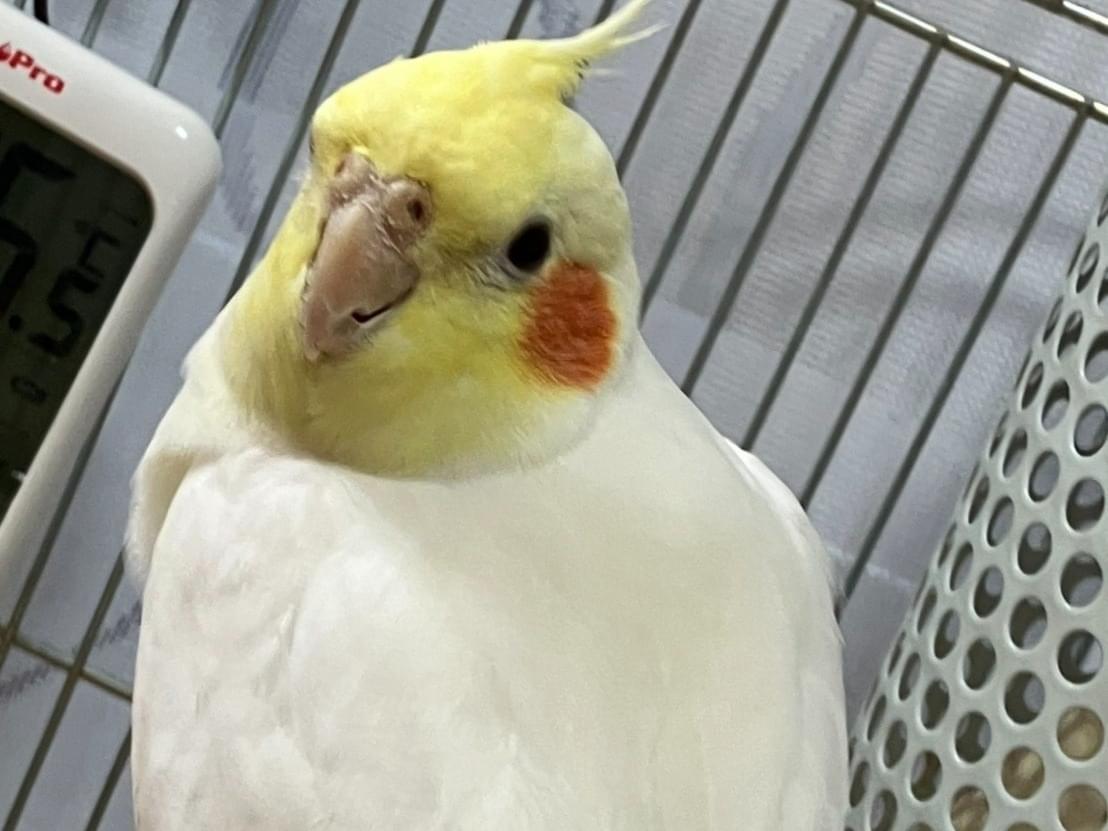 ポコちゃん ポコちゃん