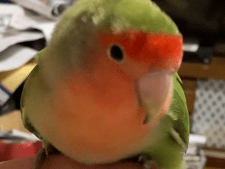 保護された鳥 保護された鳥