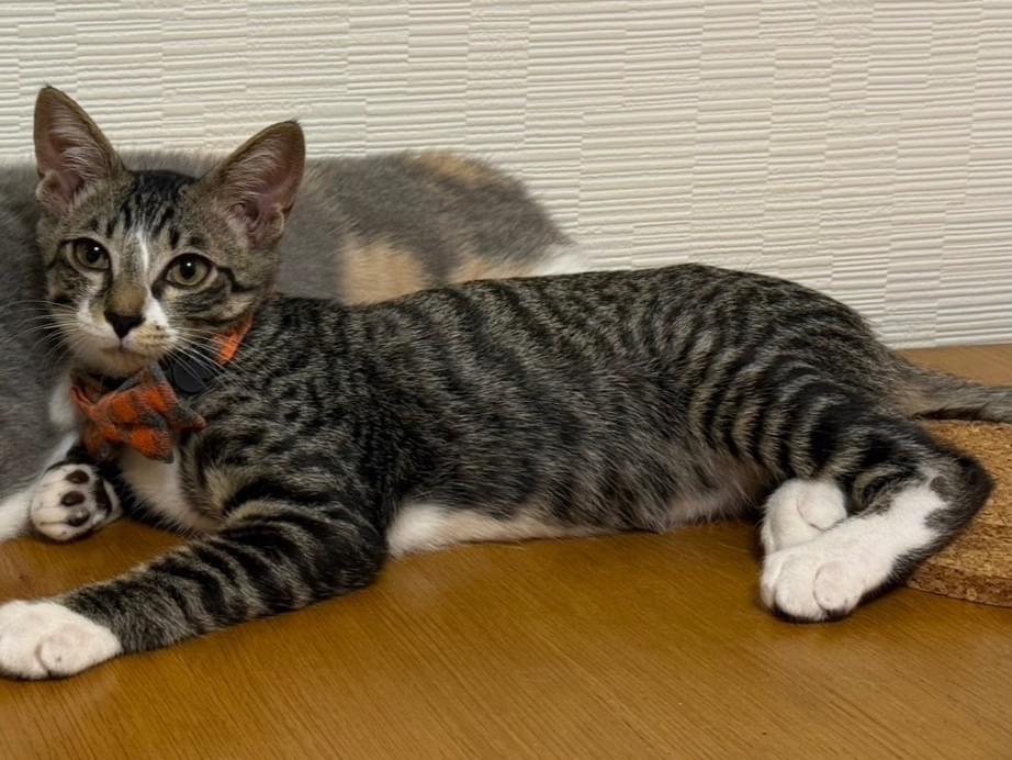 うにちゃん