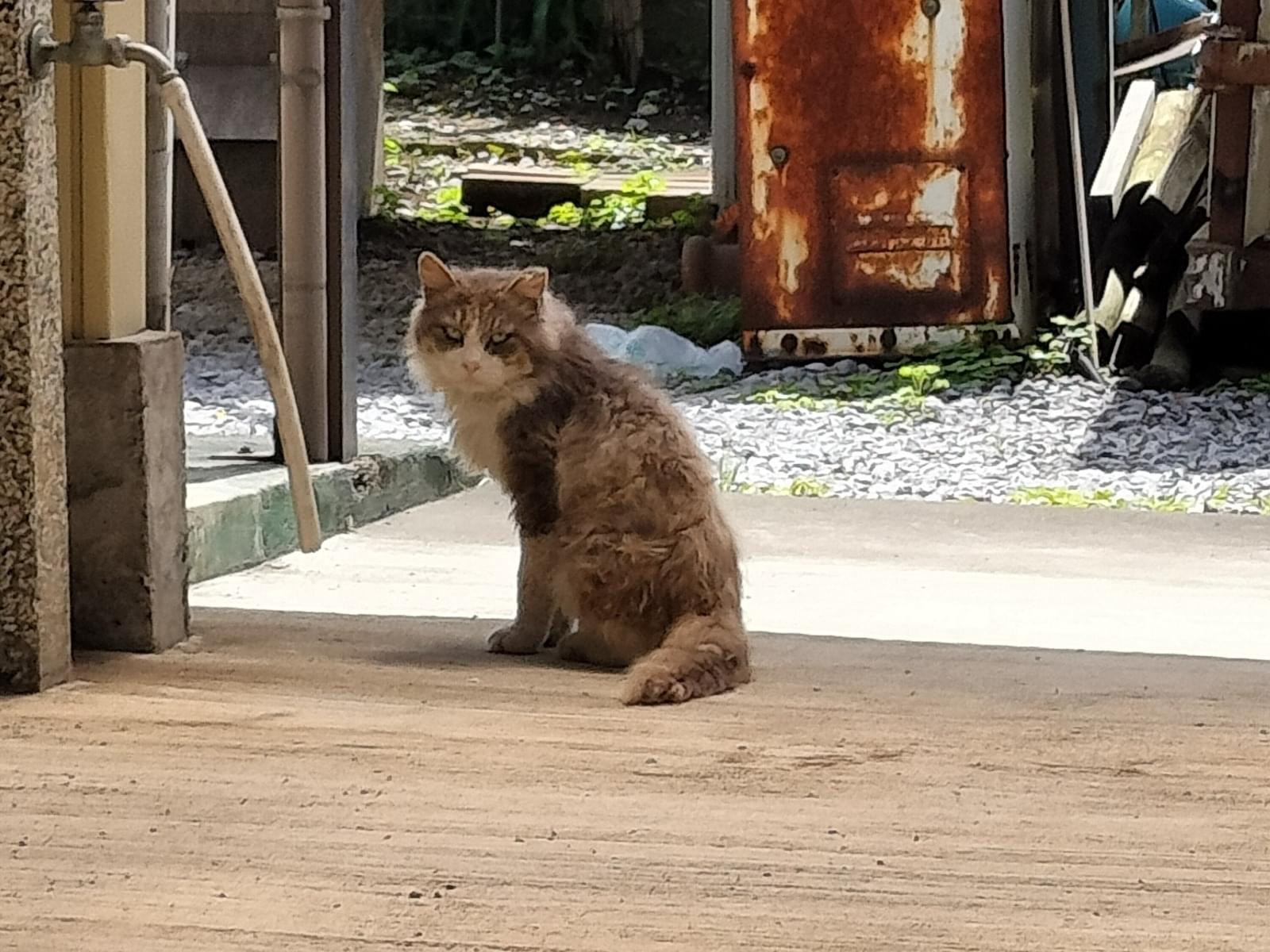 目撃された猫 目撃された猫